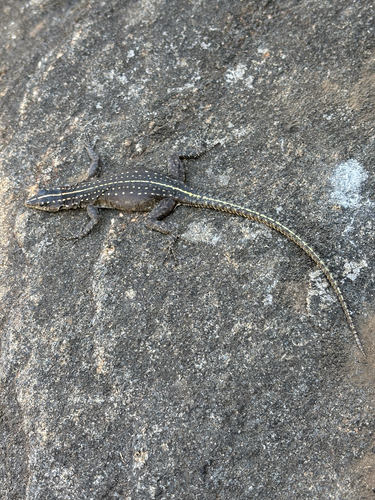 Platysaurus maculatus maculatus