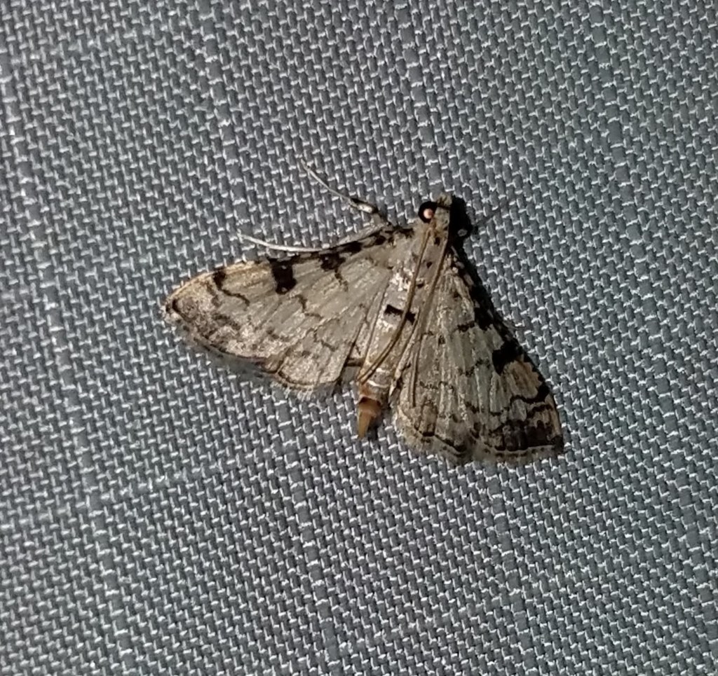 Hileithia differentialis