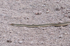 Salvadora deserticola