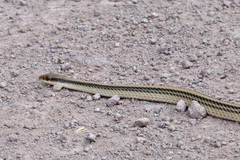 Salvadora deserticola