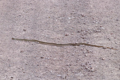 Salvadora deserticola