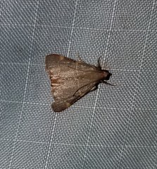 Hypsopygia binodulalis