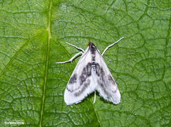 Cliniodes ostreonalis