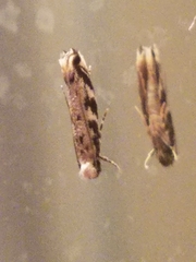 Erechthias zebrina