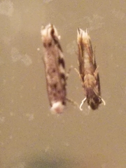 Erechthias zebrina