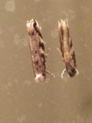 Erechthias zebrina