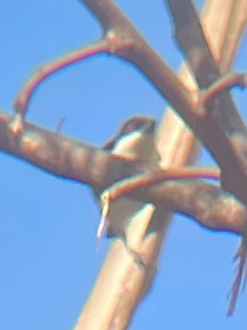 Black-backed Puffback