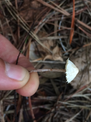 Cystolepiota seminuda