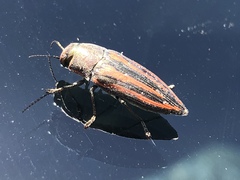 Buprestis lineata