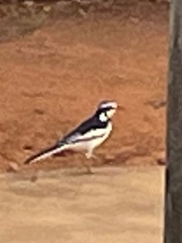 African Pied Wagtail