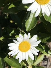 Asteraceae