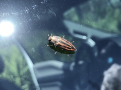 Buprestis lineata