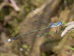 Lestes apollinaris