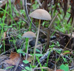 Psathyrella gracilis