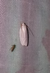 Antaeotricha albulella