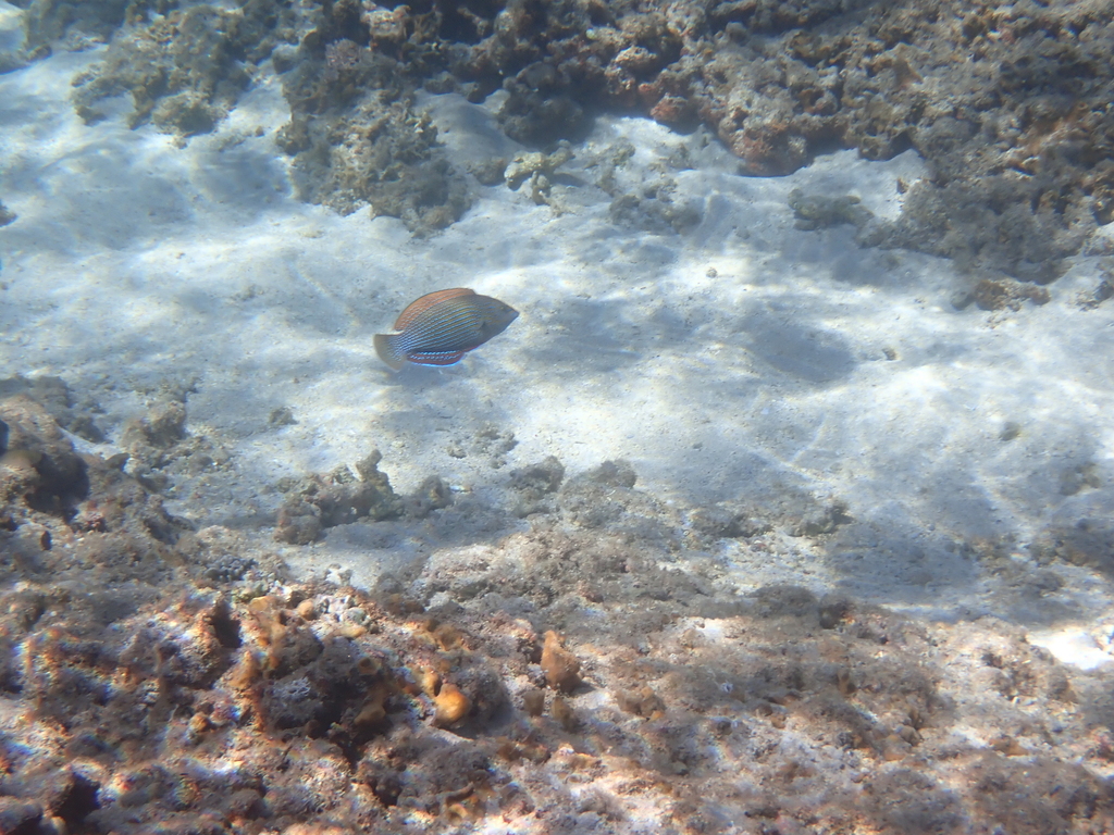 Bluespotted wrasse