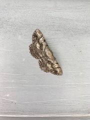 Cymatophora approximaria