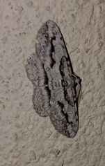 Iridopsis pergracilis