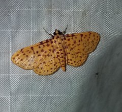 Polygrammodes eleuata