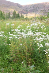 Achillea impatiens