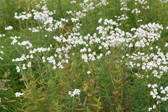 Achillea impatiens