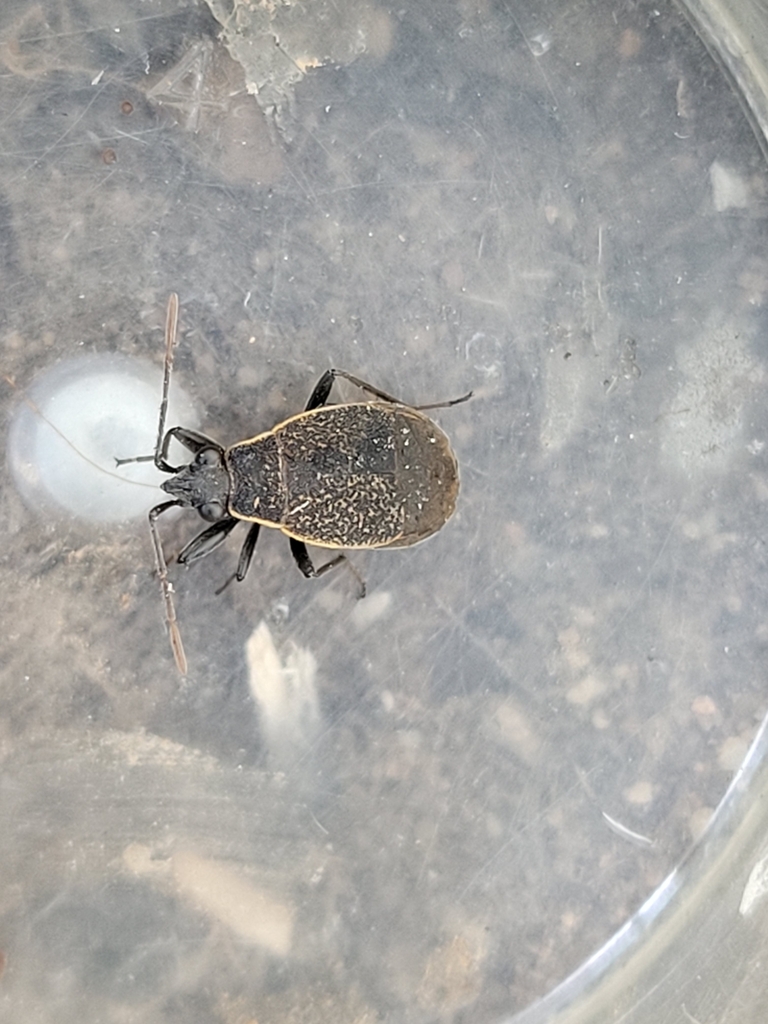 Dermatinus lugens