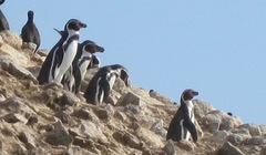 Spheniscus humboldti