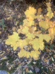 Acer glabrum