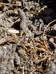 Sceloporus occidentalis