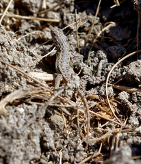 Sceloporus occidentalis