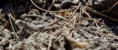 Sceloporus occidentalis