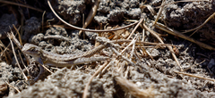 Sceloporus occidentalis