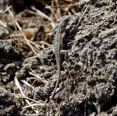 Sceloporus occidentalis