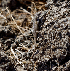 Sceloporus occidentalis