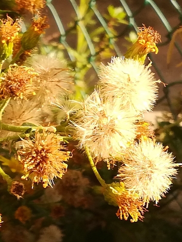 Enula vischiosa