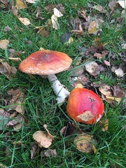 Amanita muscaria