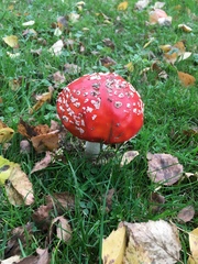 Amanita muscaria