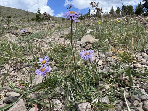 Bear River Fleabane (Erigeron ursinus)