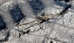 Uta stansburiana elegans