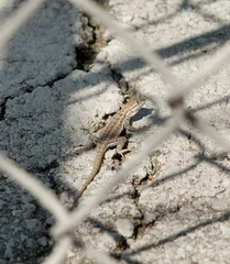 Uta stansburiana elegans