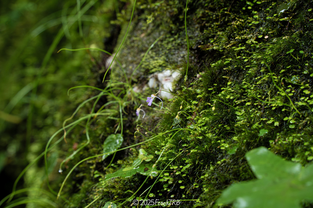 Utricularia forrestii P.Taylor