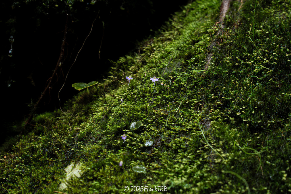 Utricularia forrestii P.Taylor 2
