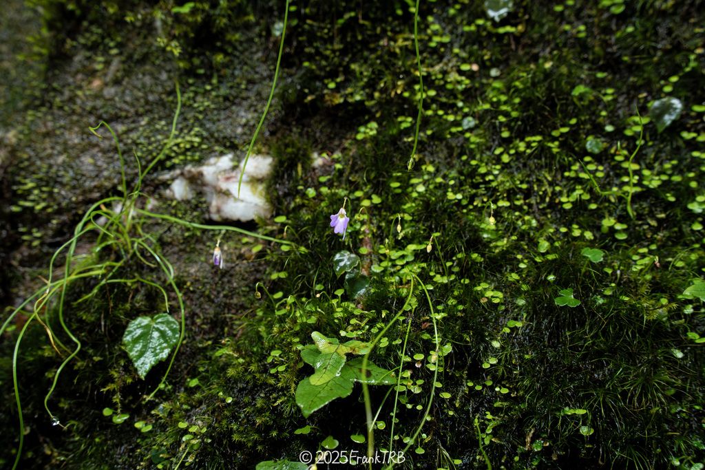 Utricularia forrestii P.Taylor 3