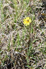 Tephroseris integrifolia atropurpurea