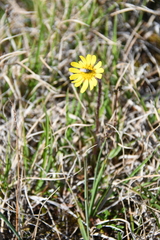 Tephroseris integrifolia atropurpurea