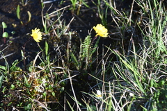 Tephroseris integrifolia atropurpurea