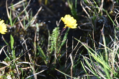 Tephroseris integrifolia atropurpurea