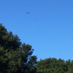 Buteo jamaicensis calurus