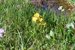 Tephroseris integrifolia atropurpurea