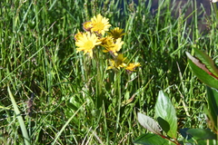 Tephroseris integrifolia atropurpurea